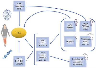 MEIS1 and Restless Legs Syndrome: A Comprehensive Review